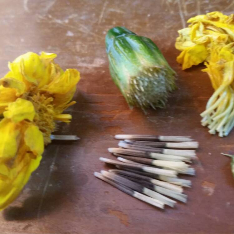 Plant image Tagetes patula 'Bonanza Yellow'