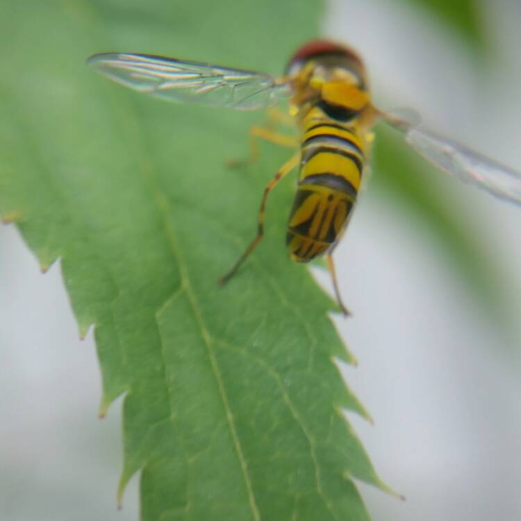plant image 460181