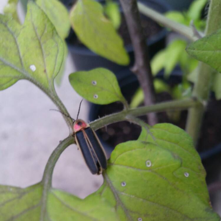 Plant image Solanum Lycopersicum 'Mortgage Lifter'