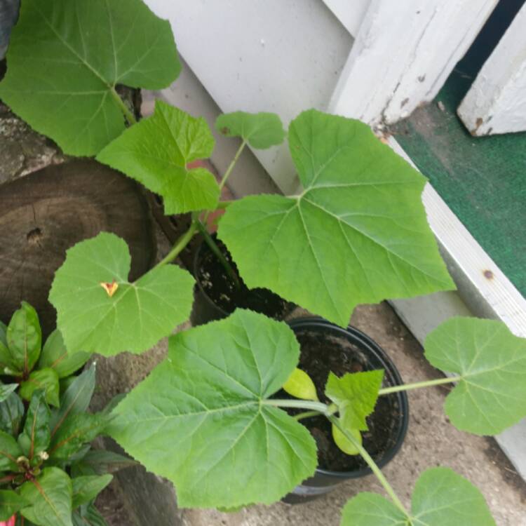 Plant image Cucurbita Maxima 'Goosebumps'
