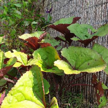 Derek's garden