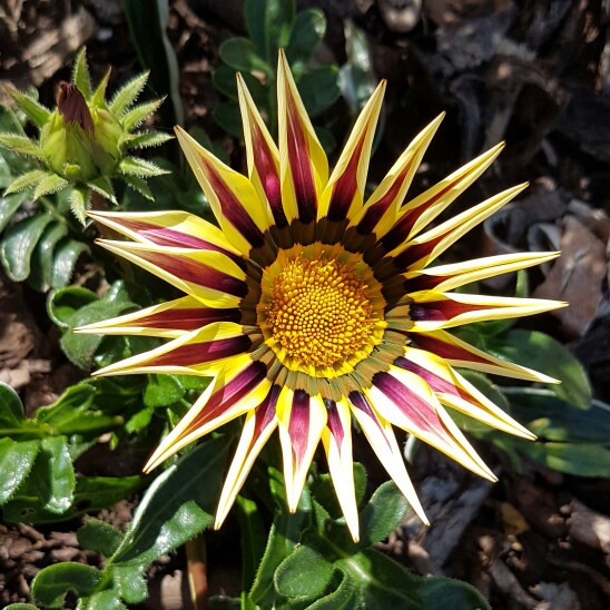 plant image 164678