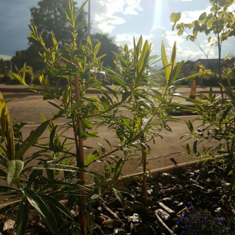 plant image 187845