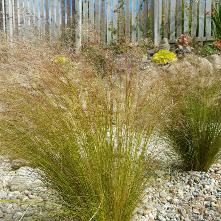 Plant image Nassella tenuissima syn. Stipa tenuissima