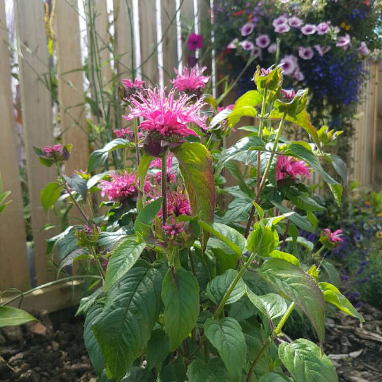 Plant image Monarda 'Pink Lace'
