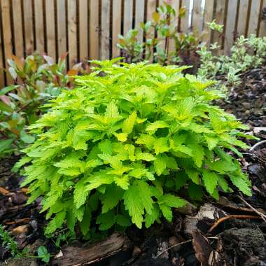 Bluebeard 'Hint of Gold Lisaura'