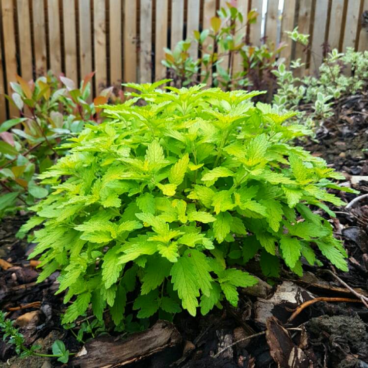 Plant image Caryopteris x clandonensis 'Hint of Gold Lisaura'