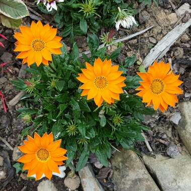 Treasure Flower