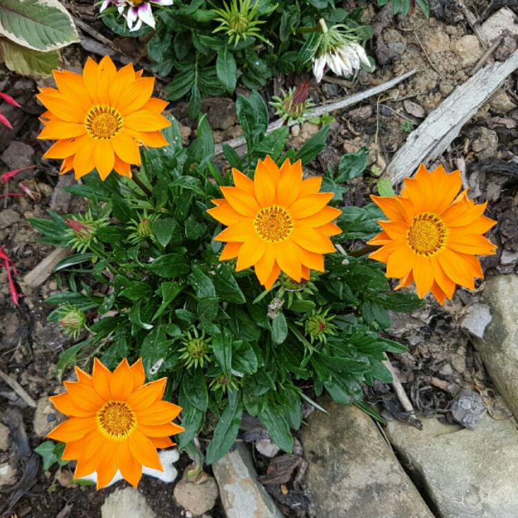 plant image 240344
