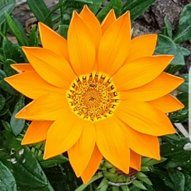 Treasure Flower