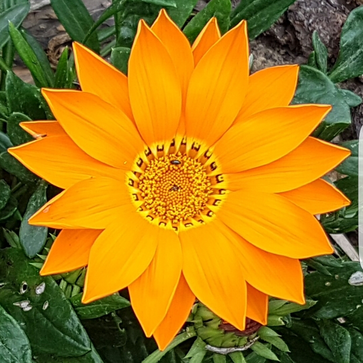plant image 240345