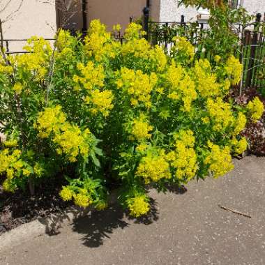 Marsh Spurge 'Walenburg's Glorie'