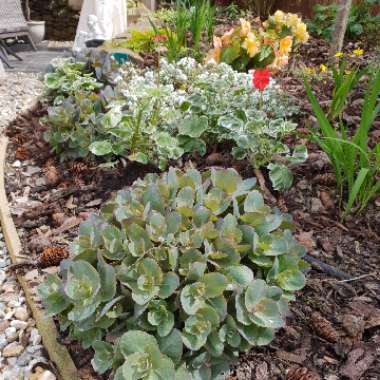 Aeonium 'Emerald Ice'