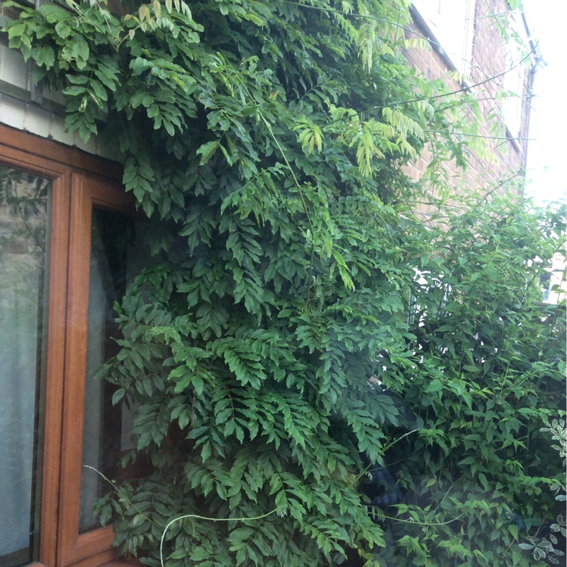 Plant image Wisteria sinensis 'Alba'