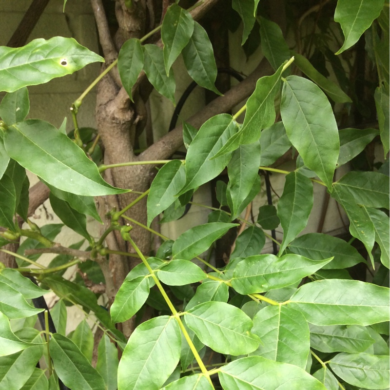 Chinese wisteria 'Alba'