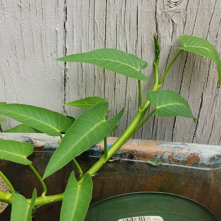 Plant image Ipomoea aquatica