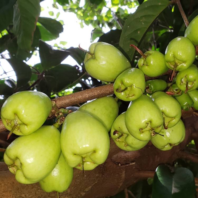 Plant image Syzygium malaccense