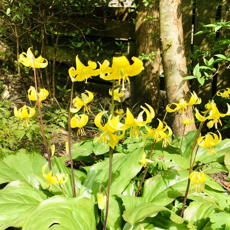 plant image 1269857