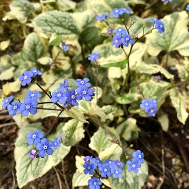 Brunnera macrophylla 'Dawson's White' syn. Brunnera macrophylla 'Variegata'