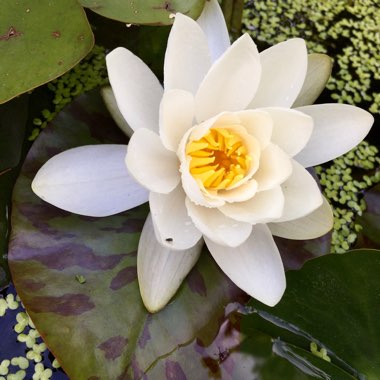 Nymphaea