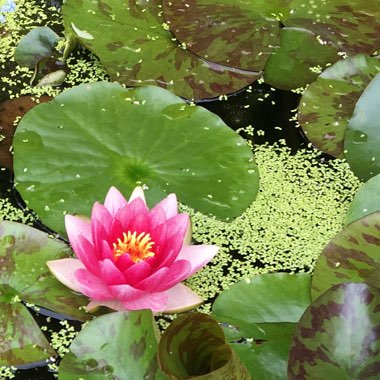 Nymphaea
