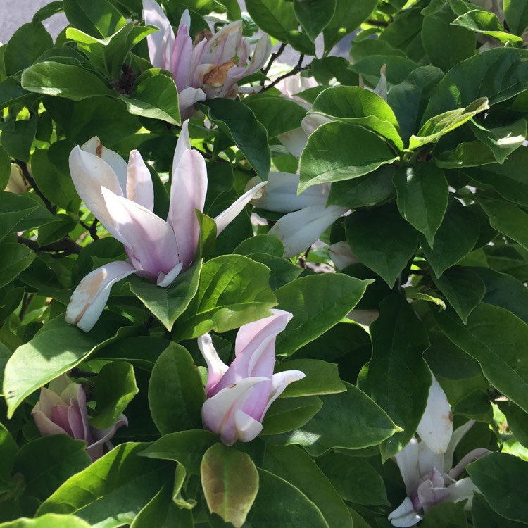 Plant image Magnolia x soulangeana