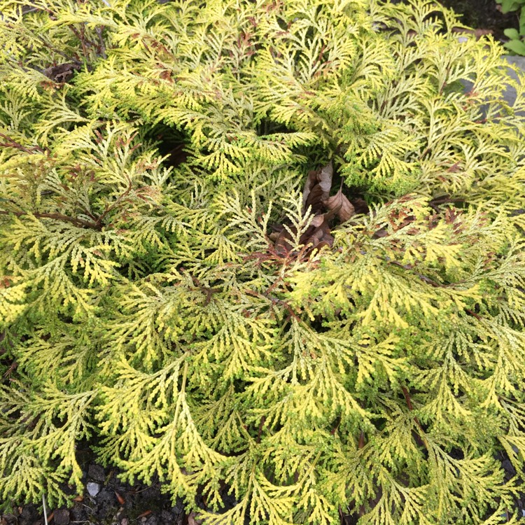 Plant image Chamaecyparis