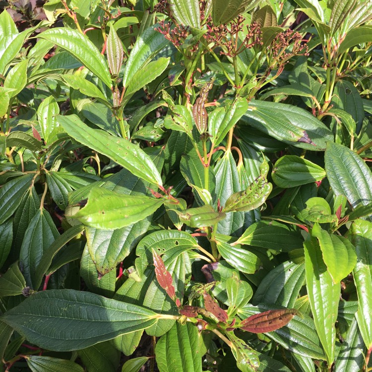 Plant image Viburnum davidii