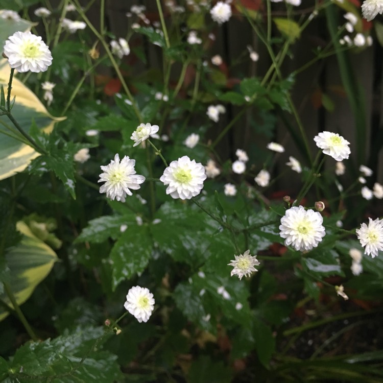Plant image Ranunculus aconitifolius 'Flore Pleno'