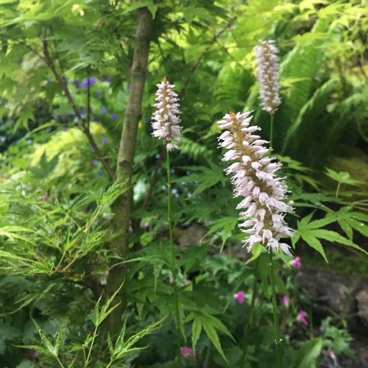 Plant image Persicaria bistorta