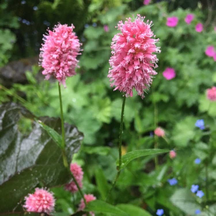 plant image 721851