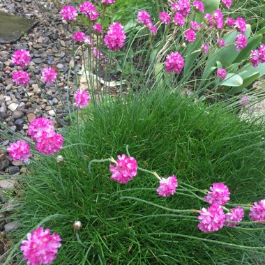 Armeria maritima