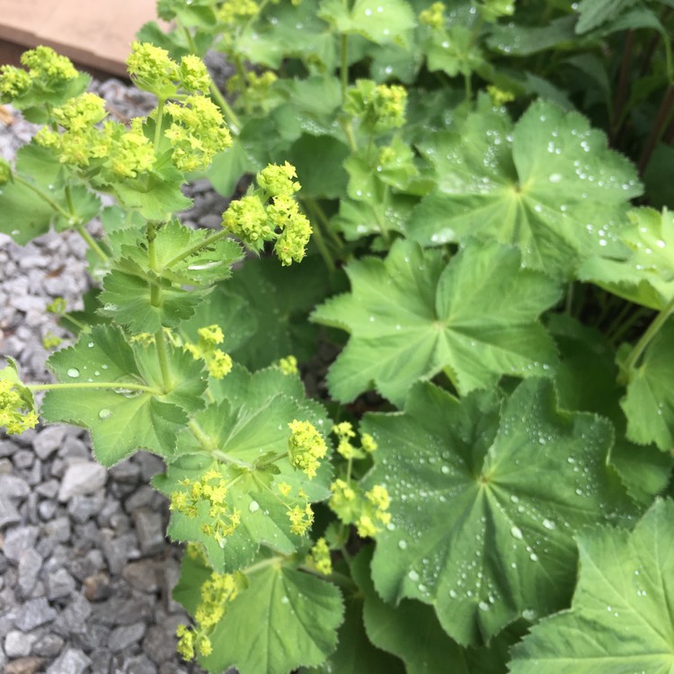 plant image 722761 plant image 722761