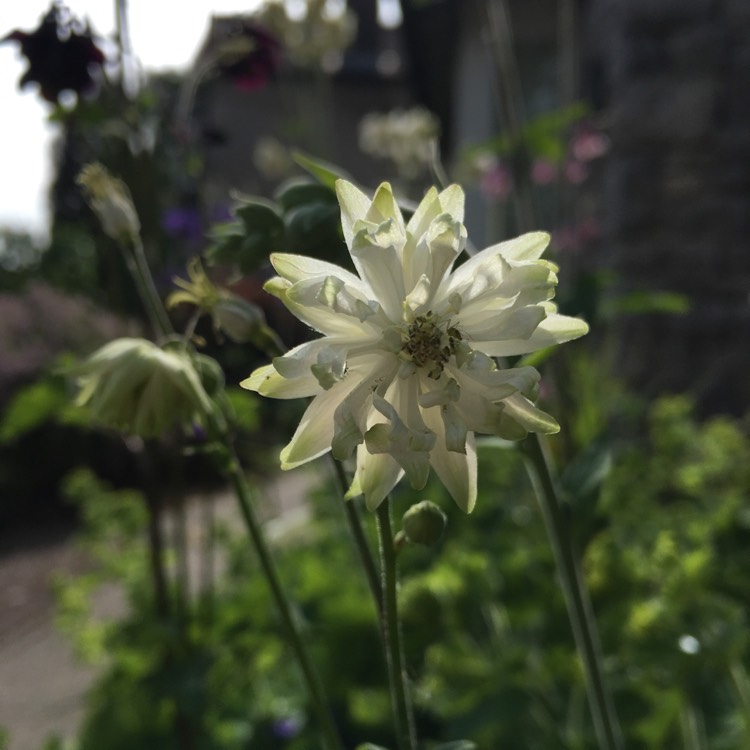 plant image 723206