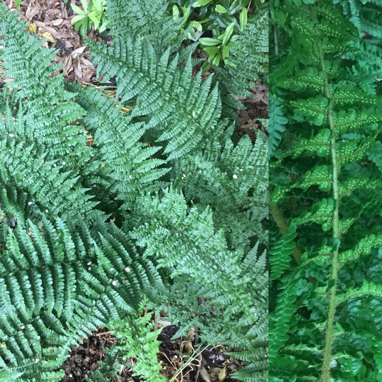 plant image 724997