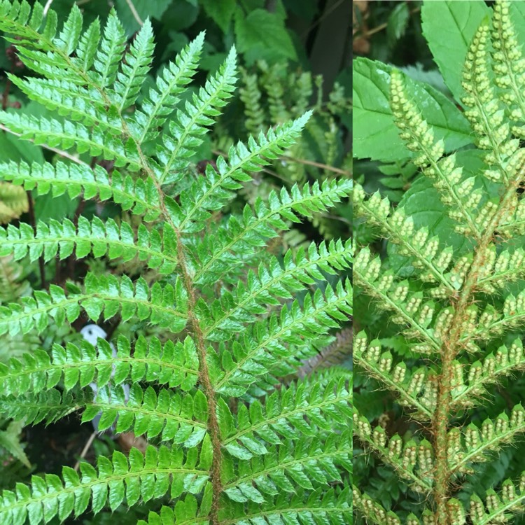 Plant image Polystichum Polyblepharum