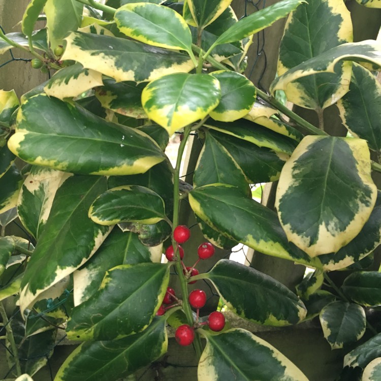 Plant image Ilex x altaclerensis 'Golden King'