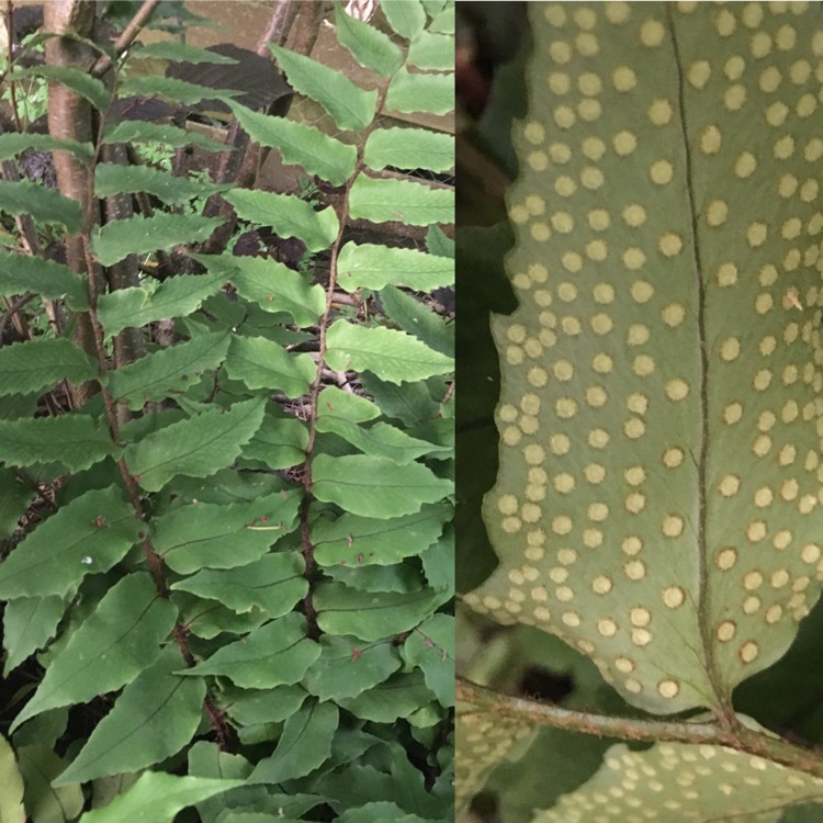 Plant image Cyrtomium Fortunei