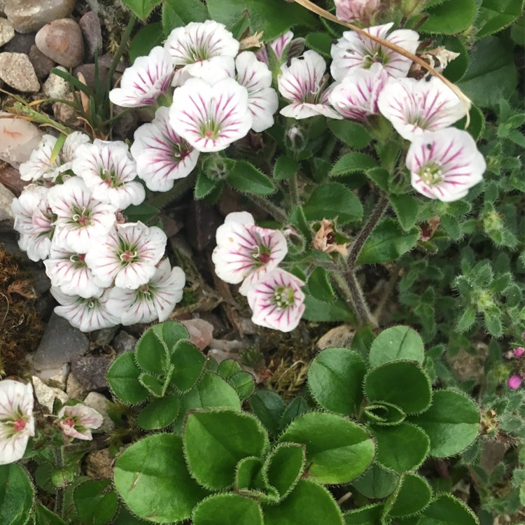 Plant image Oenothera speciosa 'Twilight'