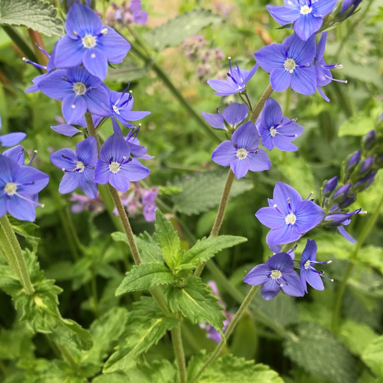 plant image 729713