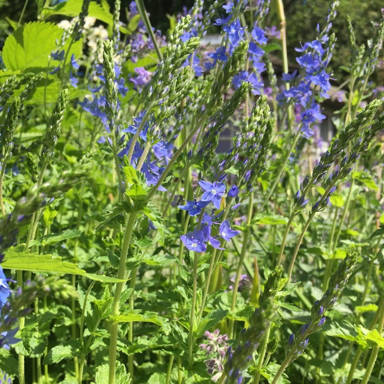 plant image 730850