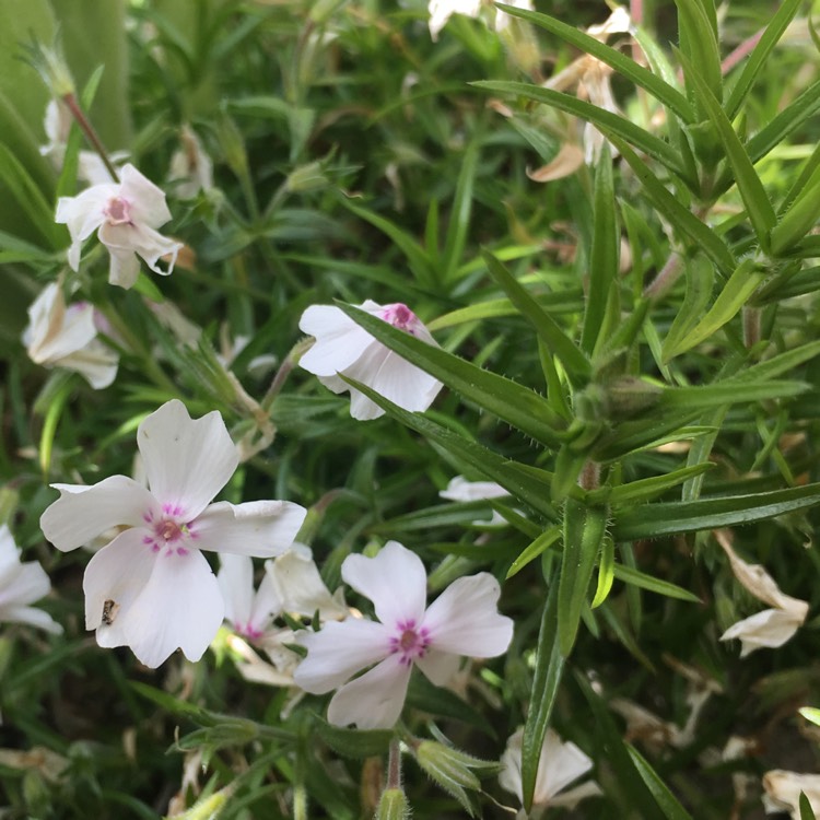 Plant image Phlox subulata 'Amazing Grace'