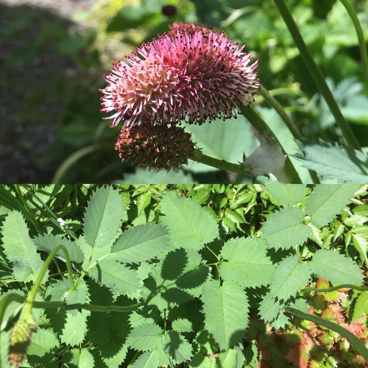 plant image 734925
