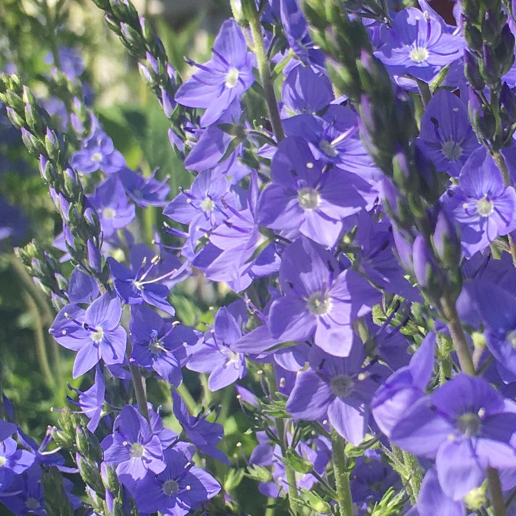 Plant image Veronica teucrium 'Shirley Blue'