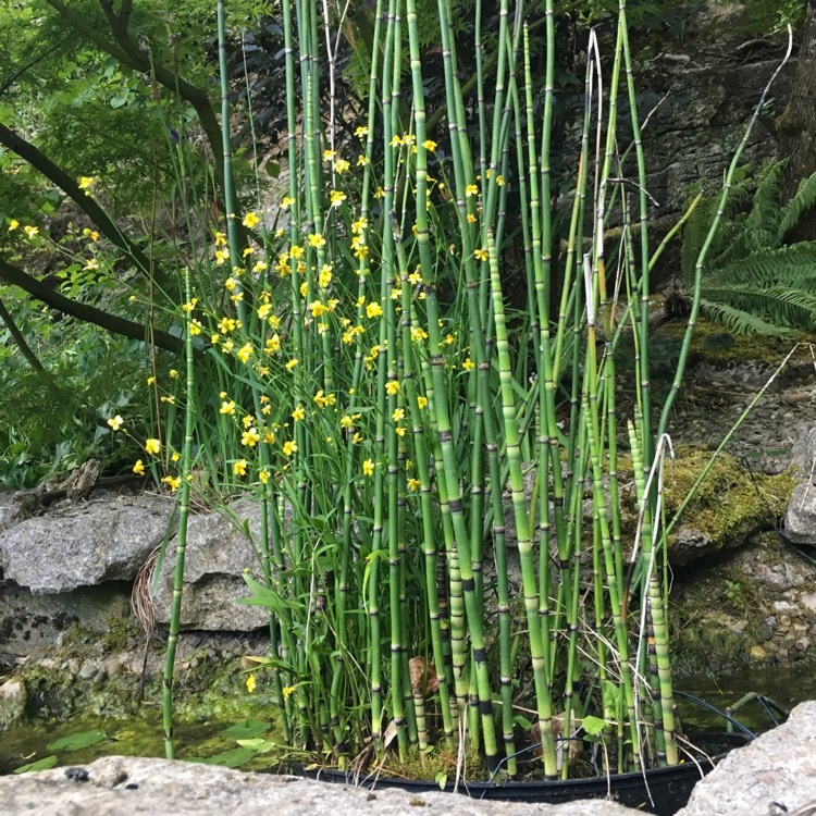 Plant image Equisetum Hyemale syn. Equisetum Japonica