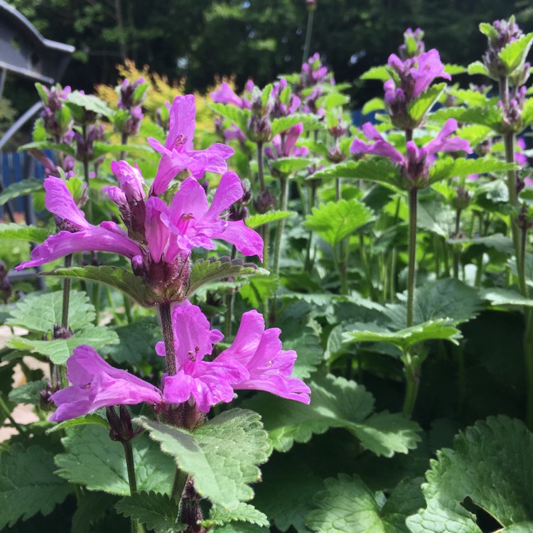 Plant image Stachys macrantha