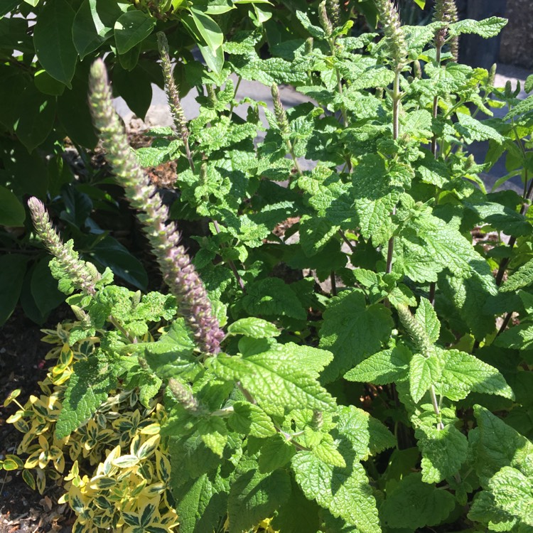Plant image Agastache 'Blue Fortune'