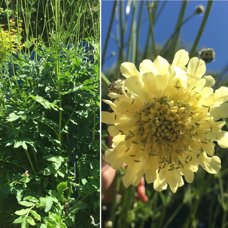 Plant image Cephalaria gigantea syn. Cephalaria caucasica ; Cephalaria tatarica
