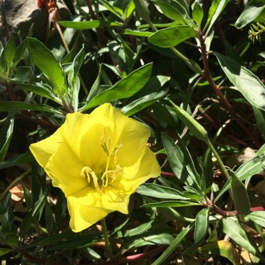 Oenothera missouriensis