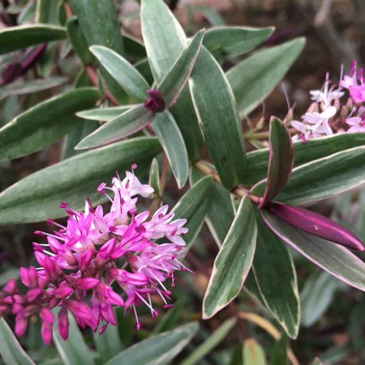 Plant image Hebe 'Annie's Winter Wonder'